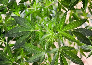 прогрессивная фракция Конгресса призывает легализация марихуаны в первые шесть месяцев 2021 