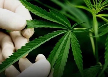Миннесота стала 23-м штатом США, легализовавшим употребление марихуаны взрослыми.
    