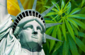 Ветеран-инвестор в марихуану говорит, что открытие рынка Нью-Йорка — это «коррекция курса»
    