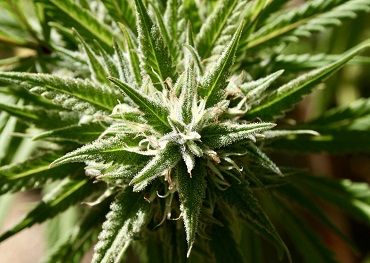 активисты медицинской марихуаны в Небраске будут преследовать 2022 мера голосования после судебных блоков Это  Годовой усилие
