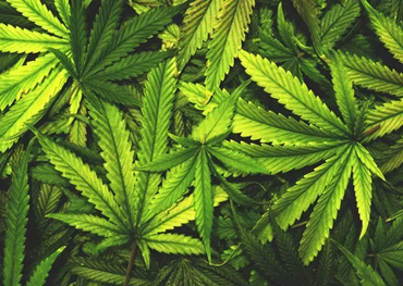 Ожидается, что к 2025 году объем продаж легальной рекреационной марихуаны в Калифорнии достигнет .59 миллиардов..
