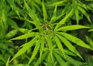 New York's Legal Cannabis Market Booms, with Focus on Packaging and Expansion